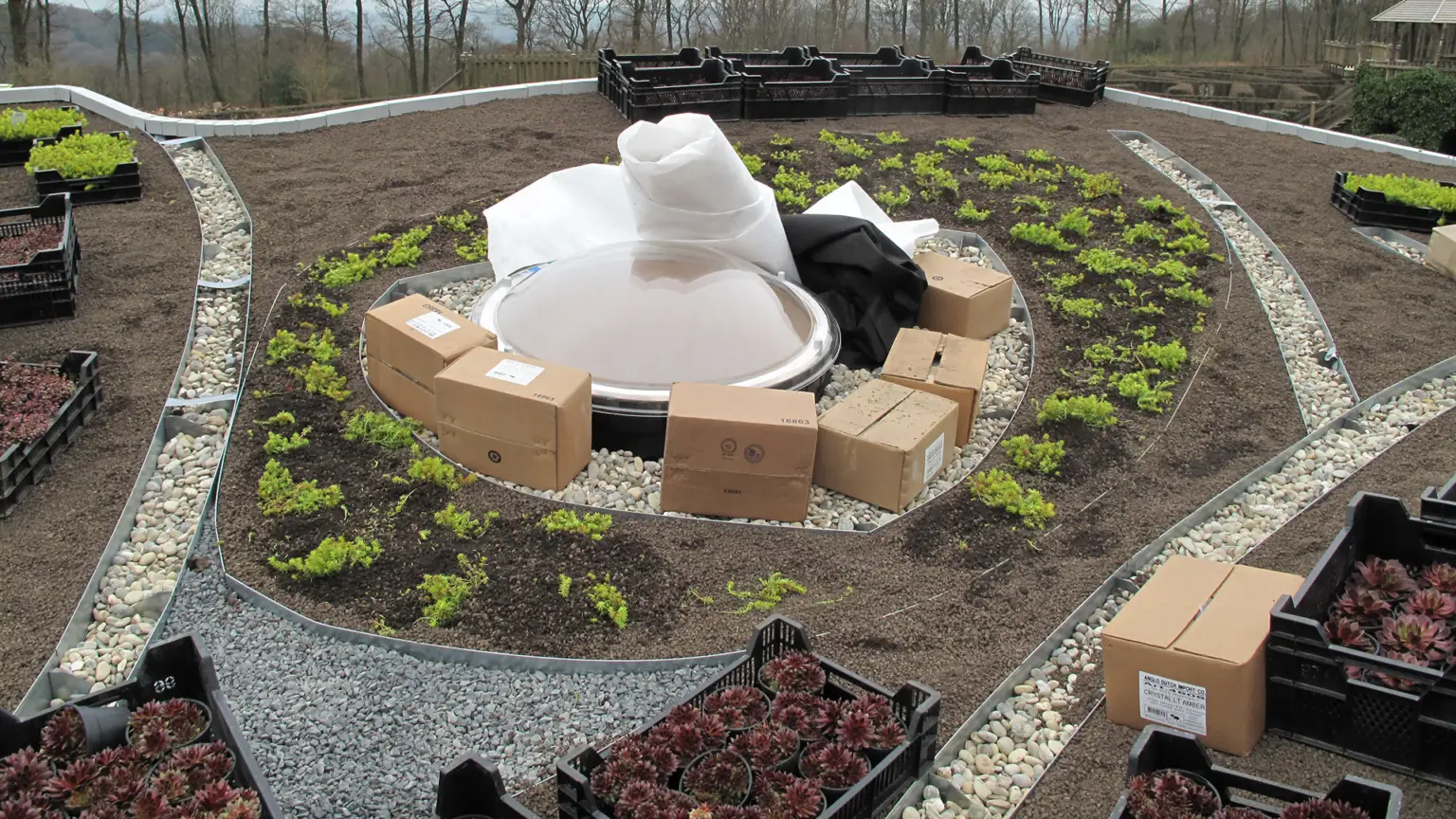De Vlinder_aanleg extensief groendak - plugplanten_WEB (5)