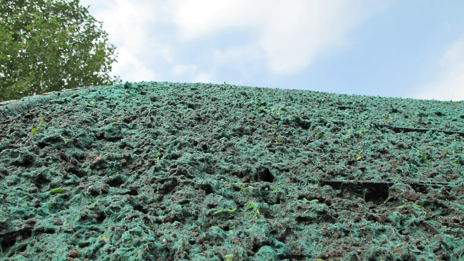 Meterik_steil dak_sedumdak door hydroseeding_WEB (12)