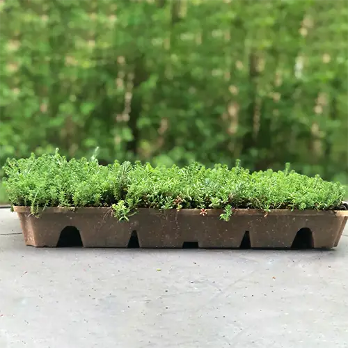 ND re_GROW Sedumcassette