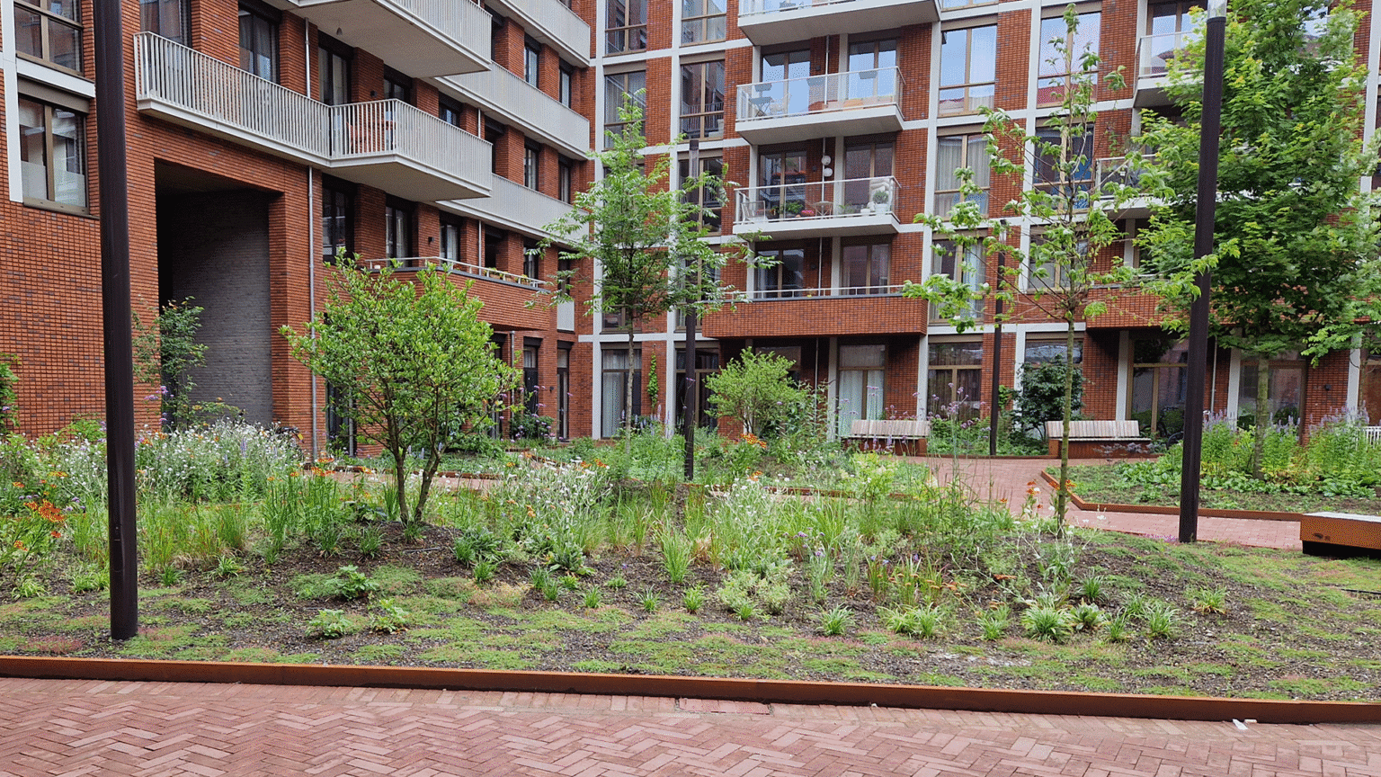 20240702_133724_Amadeiro daktuin met berijdbare verharding_WEB